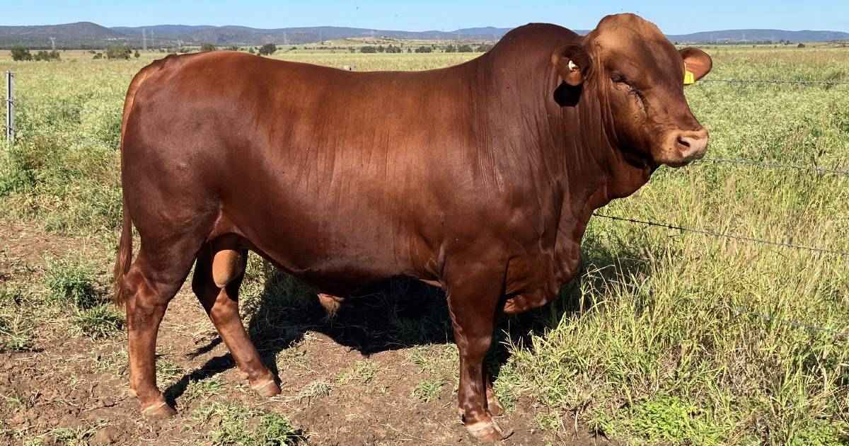 National sale bulls tick off all the boxes