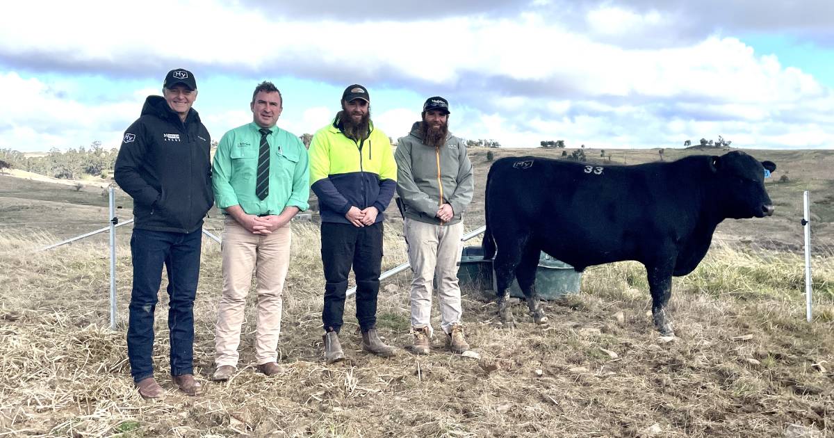 Myanga Angus top price bull sells to Roslyn buyers