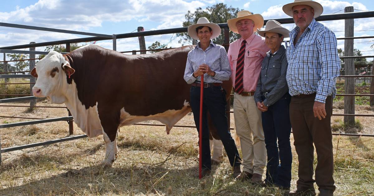 Carinya Braford stud tops annual New Dimension Braford Sale at $42,000 | Queensland Country Life