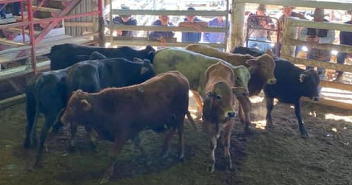 Brangus weaner steers sell for $1575 at Laidley | Queensland Country Life