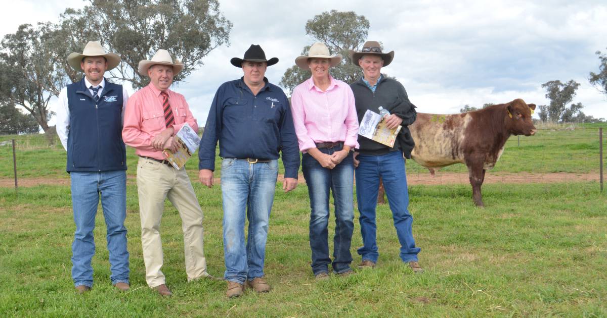 Interstate buyers bid up at Royalla Shorthorns