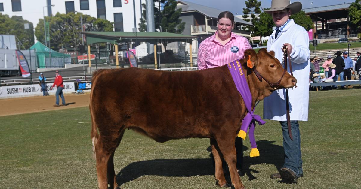 Dream debut for Ekka junior heifer exhibitors