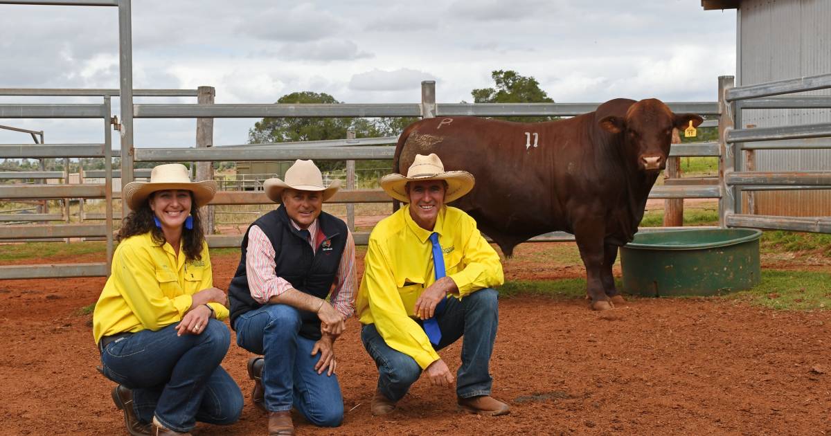 Cooinda Santa Gertrudis reaches $25,000 top at 2022 sale | Queensland Country Life