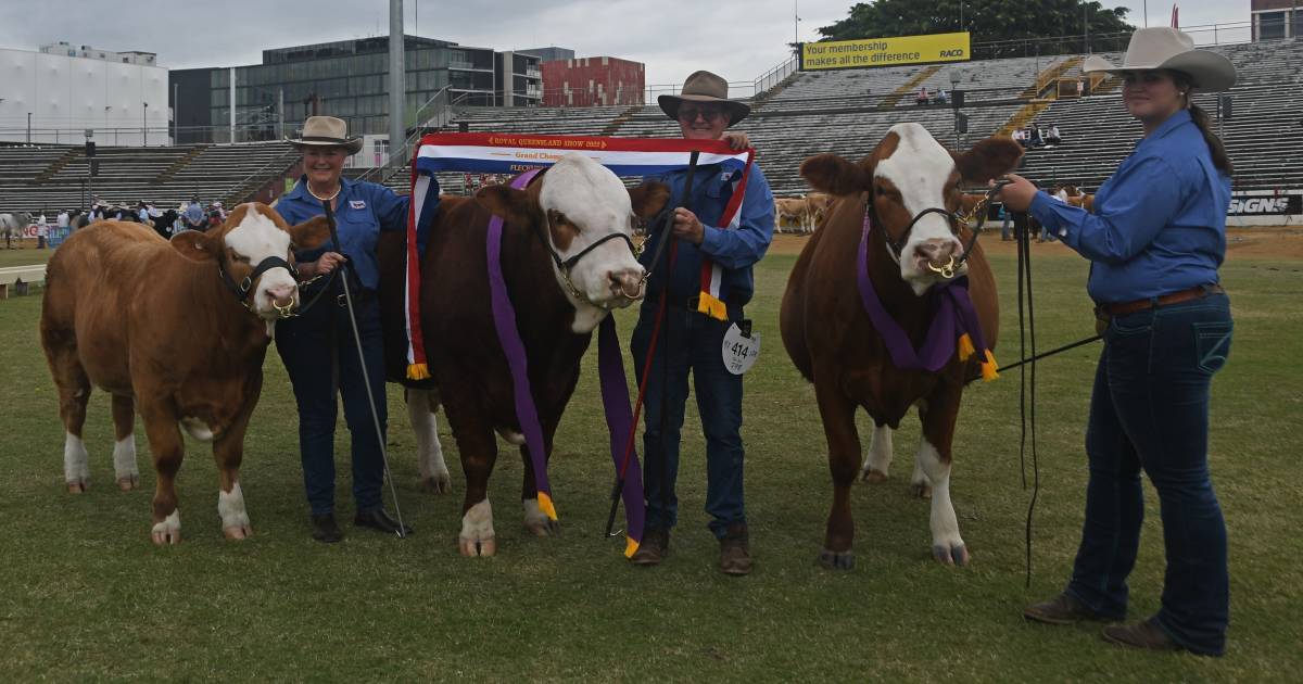 Trinity Vale scores a Royal flush in Ekka Fleckvieh ring