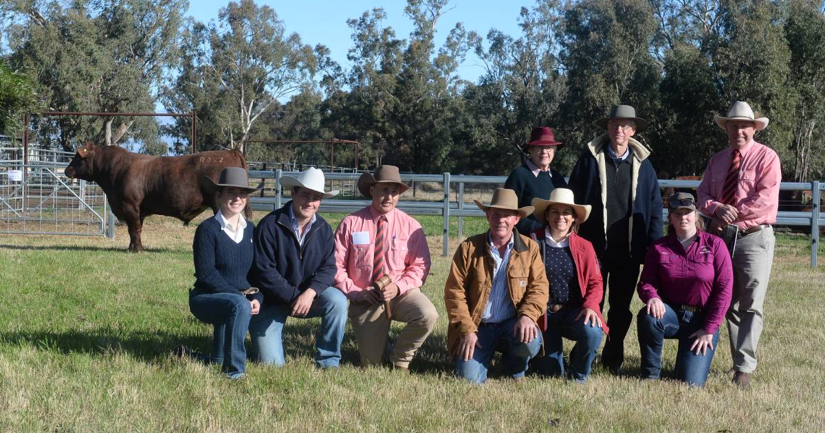 Futurity Shorthorns sets new Australian record price | The Land