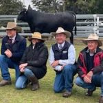 Elders Riverina Merino ram of the year to Poll Boonoke | The Land