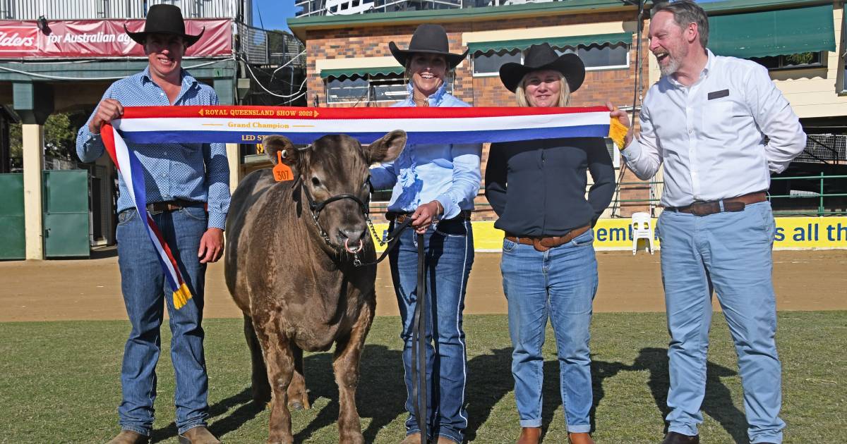 Breakfast Creek Hotel buys Ekka grand champion led steer for $22/kg at auction | Photos | Queensland Country Life