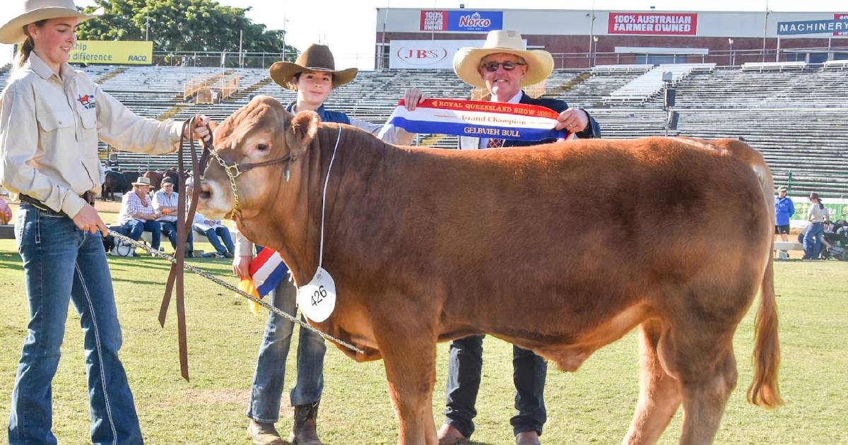 Aspiring Olympian's hobby pays off in the Ekka stud beef ring