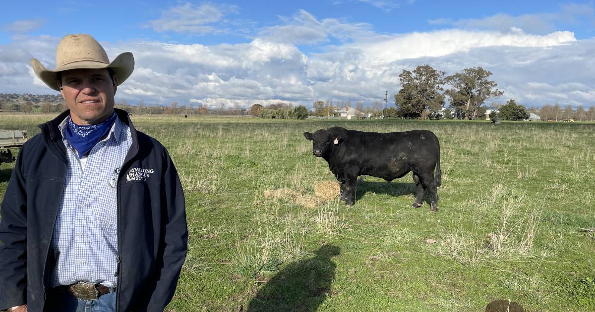 Angus bulls at Young sold to happy clients | The Land