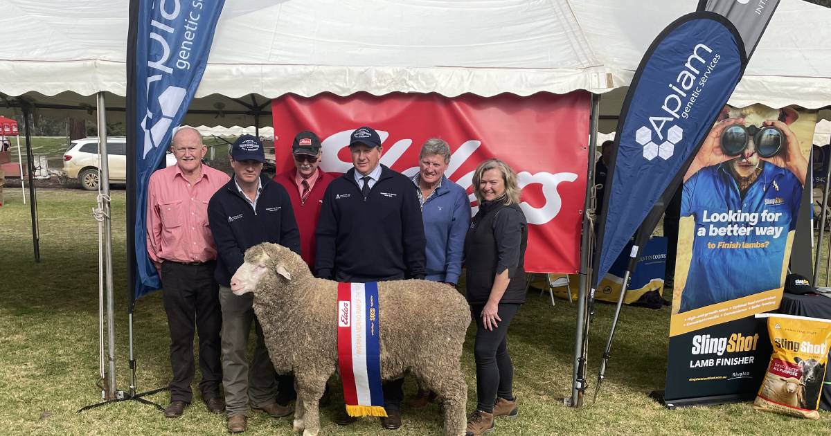 Elders Riverina Merino ram of the year to Poll Boonoke | The Land