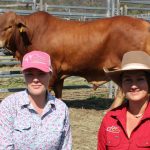 Inaugural Aussie Angus Brangus sale exceeds expectations