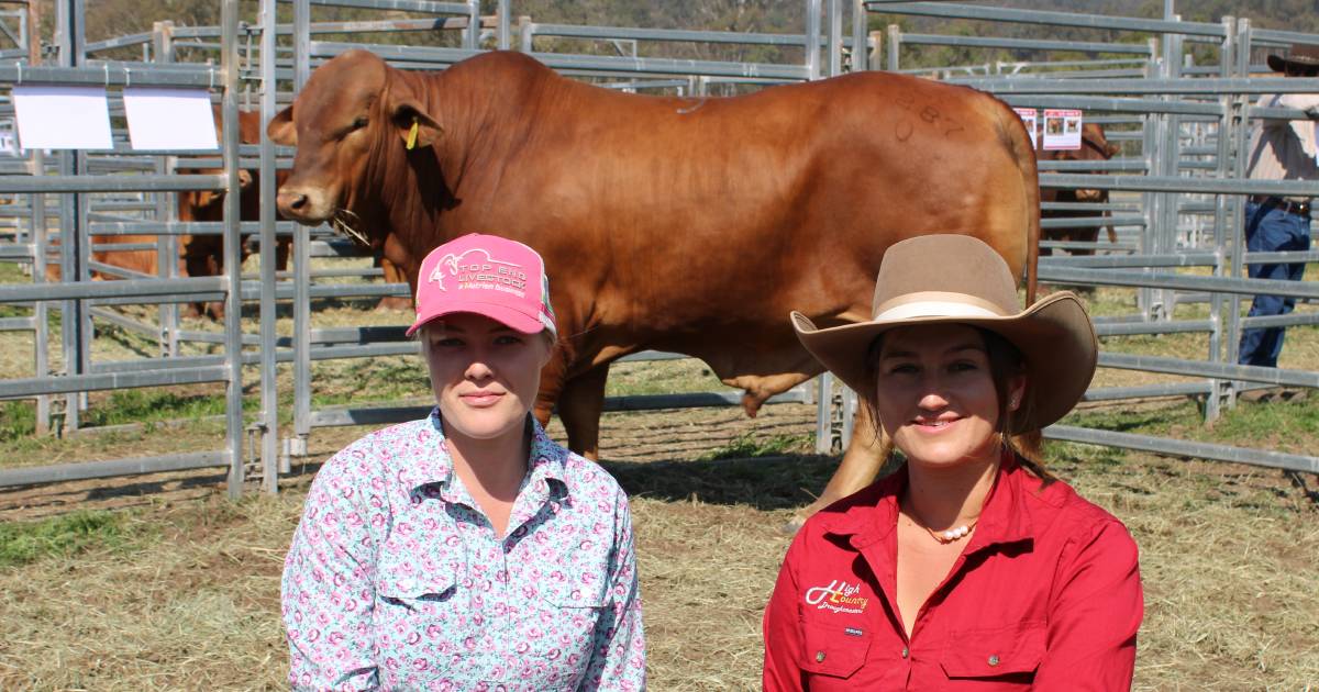 High Country Droughtie bulls to $18,000