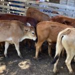 Slaughter cattle strengthen at Emerald