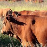 PTIC females a highlight at Dubbo store sale