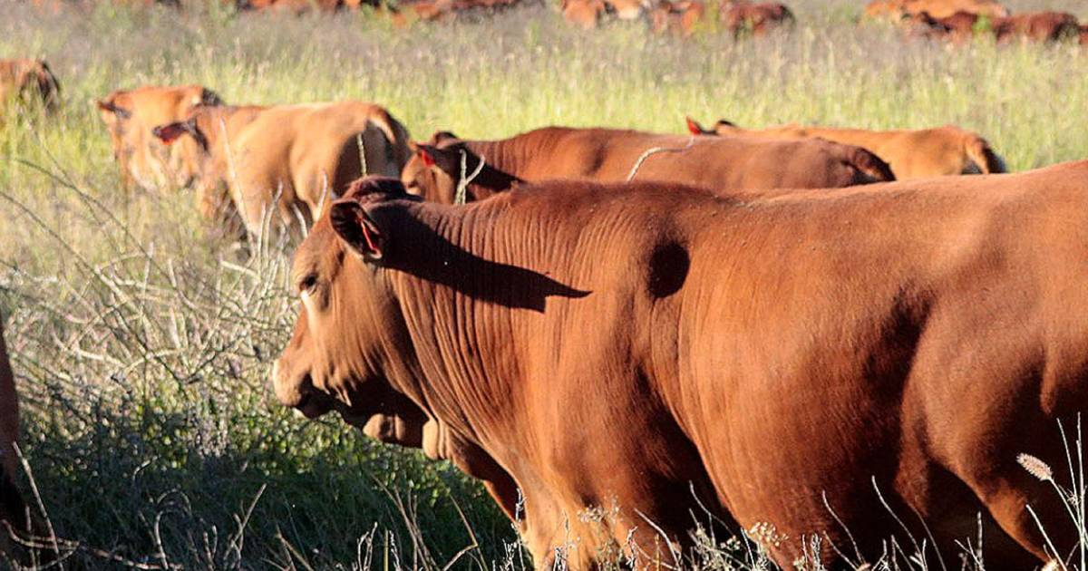 Hawkwood cattle country in demand