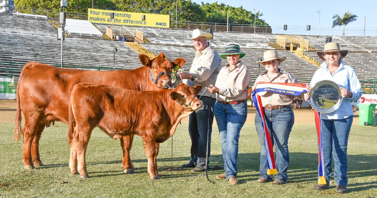 Gelbvieh competition attracts more entries at Ekka