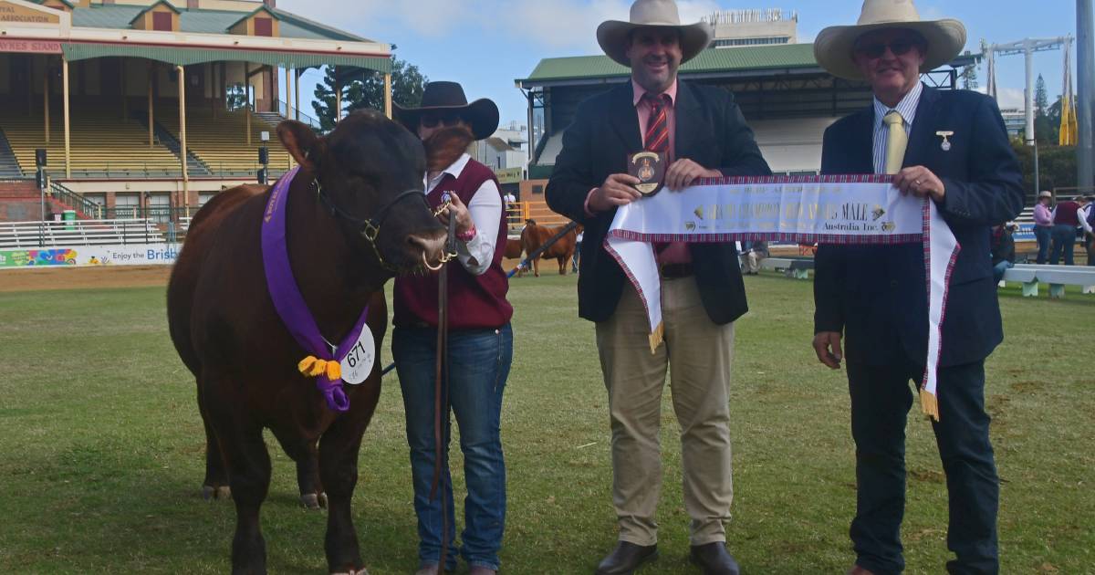 K5X completes an Ekka quinella with grand champion Red Angus bull