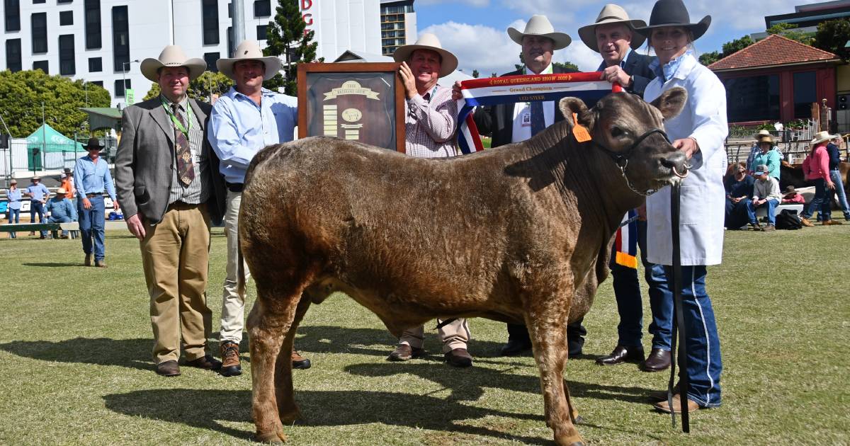 Glenmorgan Vale’s Kahler family takes out Ekka led steer competition | Photos | Queensland Country Life