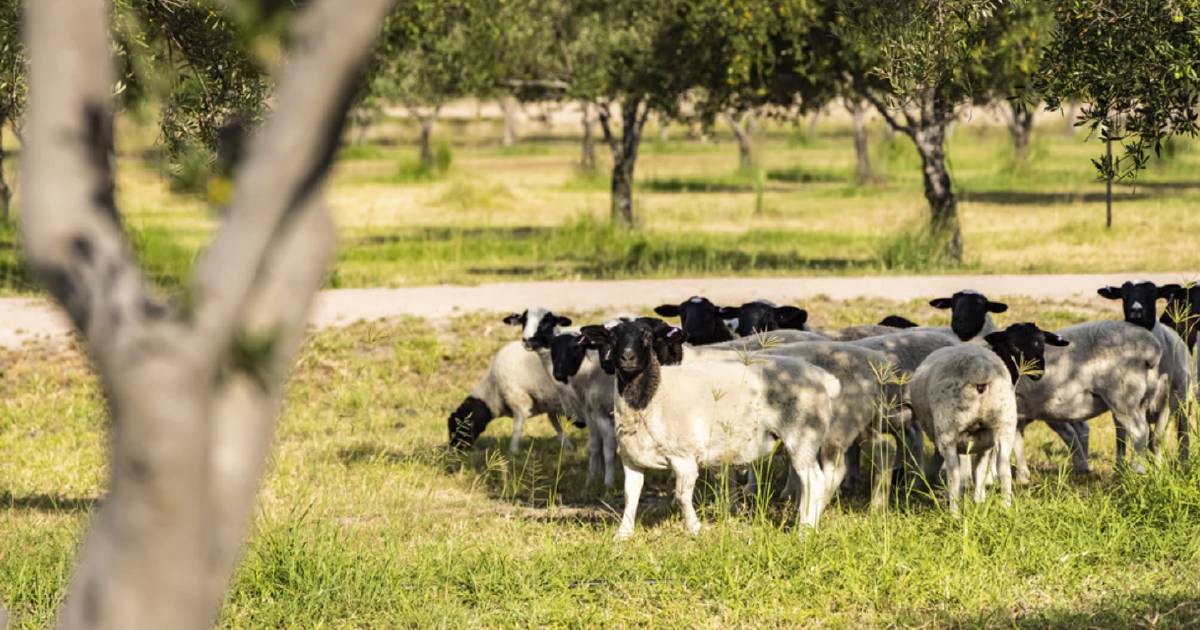 Coolmunda Organic Olives embraces Dorper sheep | Queensland Country Life