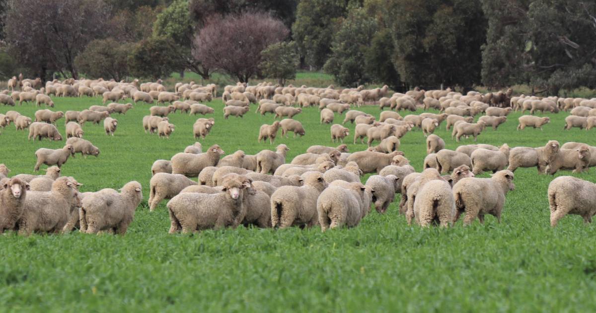 WA sheep producer reflects on local industry | Farm Weekly