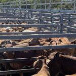 Wagyu females make six figures at Toowoomba sale