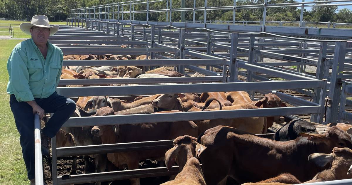 Sarina August store cattle sale records price increase of $20 to $40 a head | Queensland Country Life