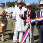 New South Wales genetics dominate the Red Poll ring at Ekka