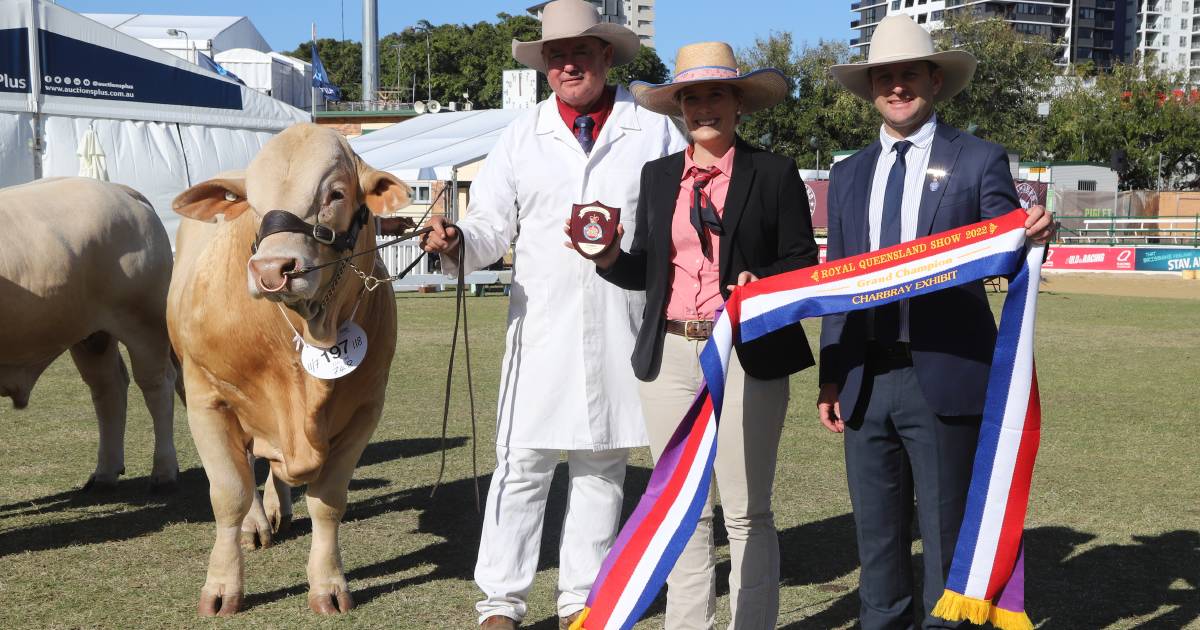 Two-year-old Petro tops Ekka Charbray ring