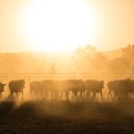 NZ passes bill to end livestock exports by April 2023