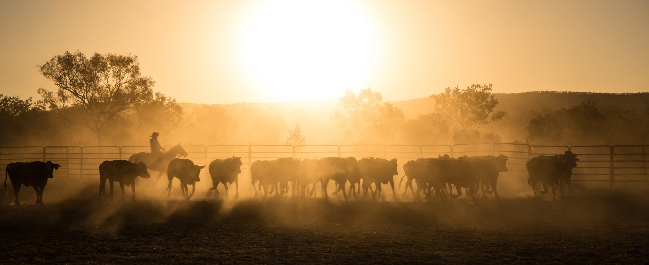 MLA partners with Agcotech and Sydney Uni to reduce livestock methane output