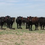 Northwest Carbon Forum for Narrabri and Tamworth