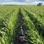 Good soil nitrogen for quality summer feed