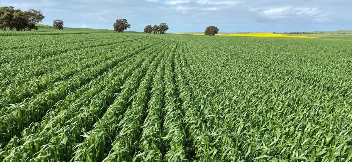 Feedgrain Focus: South firms as rain limits trade