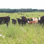 ISU Armstrong Research Farm will host beef field day