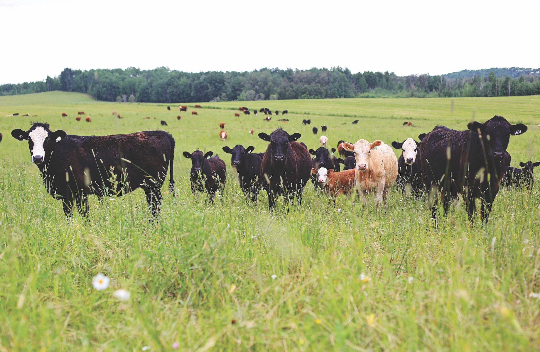 Walmart Canada beefs up sustainable beef commitment