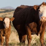 Think synchronized breeding isn’t for your beef herd? Think again.