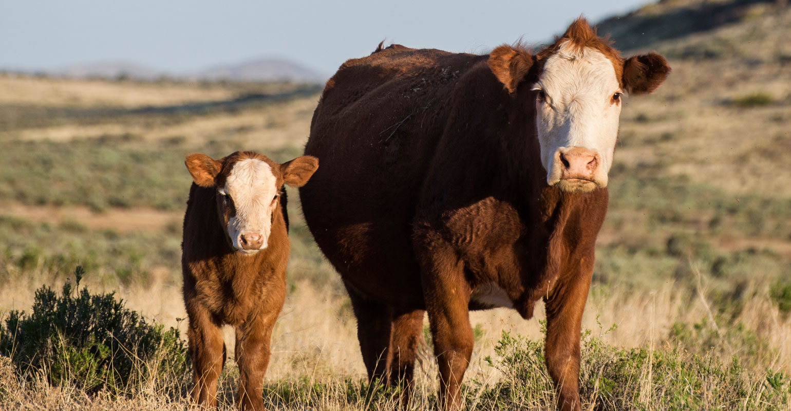 Early-weaning considerations | Beef Magazine