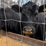 Devon Court's top bull heads south