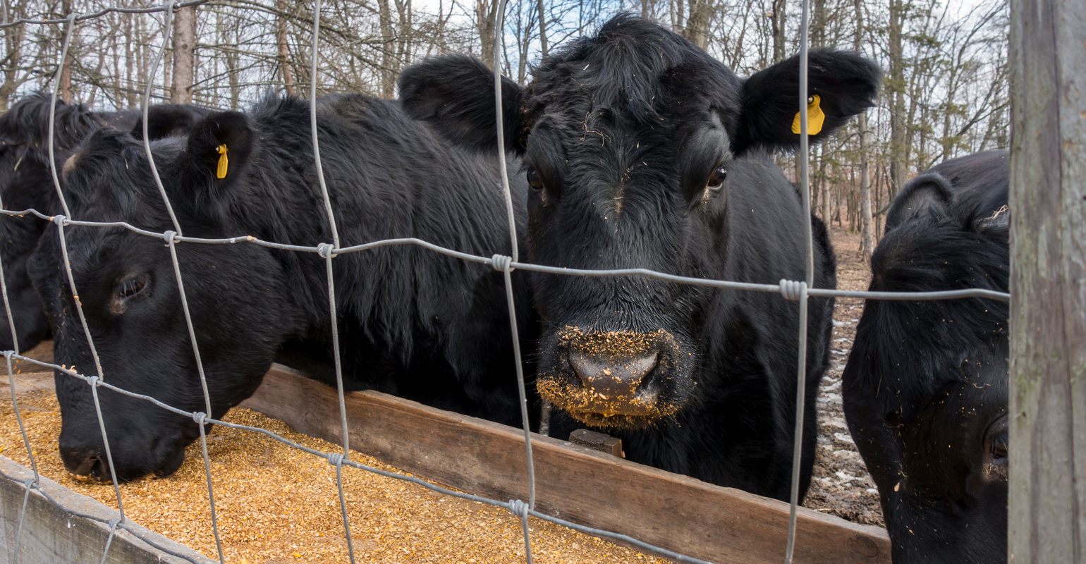 Beef exports take center stage