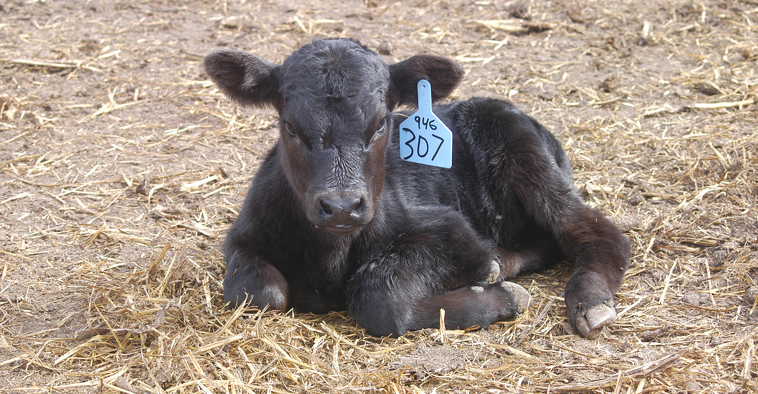 Calf uniformity pays off at sale barn