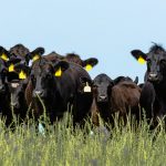 Make or break day for Cattle Australia looms