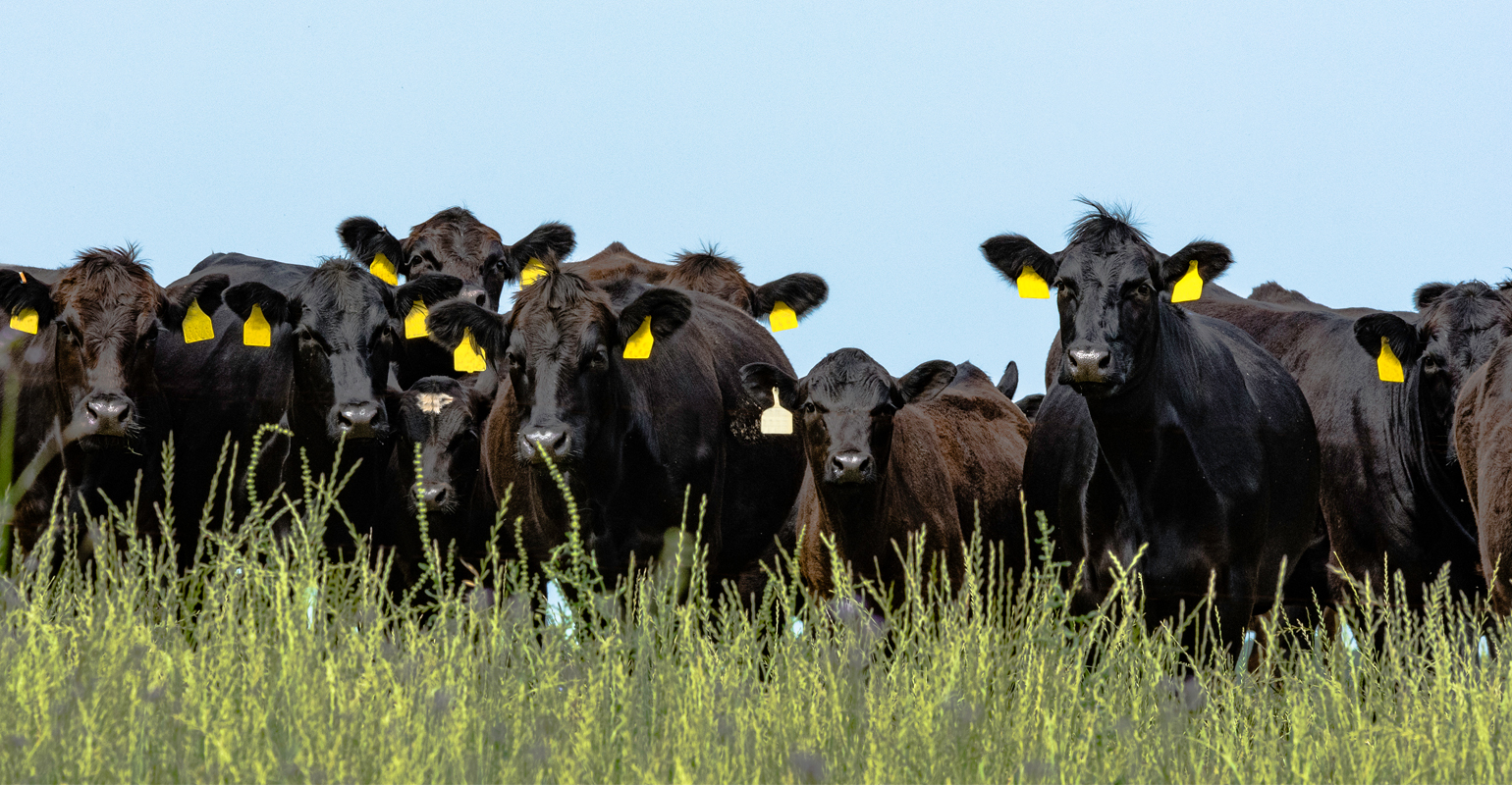 Beef industry’s better genetics reduce carbon emissions