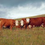 Clermont Droughtmaster producers to trial Hereford bulls