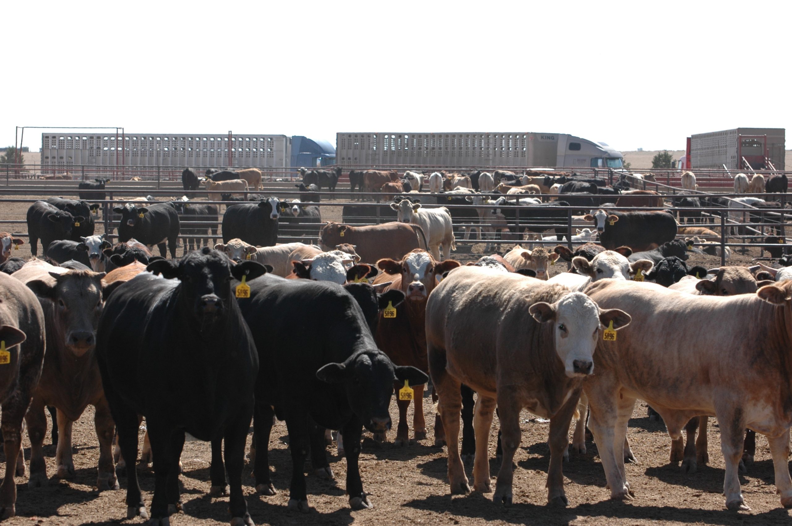 Feedlot Production and Cattle Slaughter