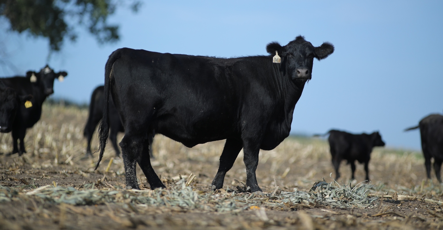 Think synchronized breeding isn’t for your beef herd? Think again.