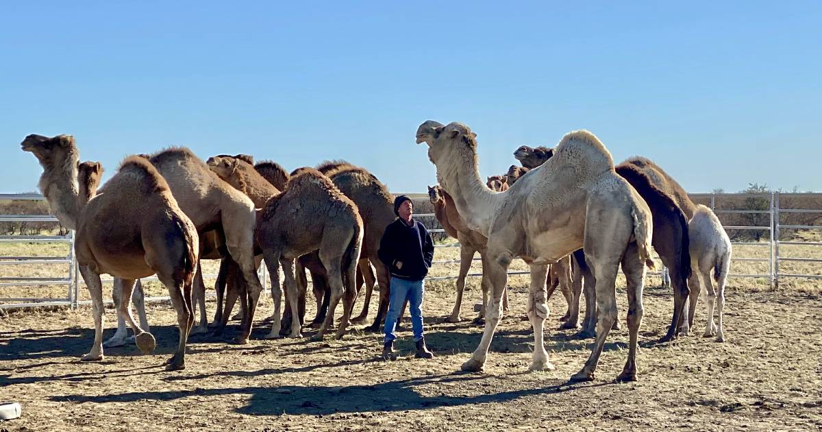 Desert Channels Queensland prickly acacia trial with camels achieves large feat | Queensland Country Life