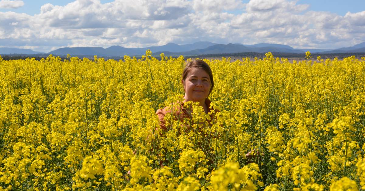 Narrabri trial work on heat tolerance for canola | The Land