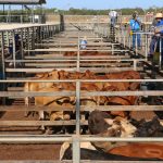 Paraway Pastoral buys feed efficient, low emissions cattle at Coota Park Blue E | The Land