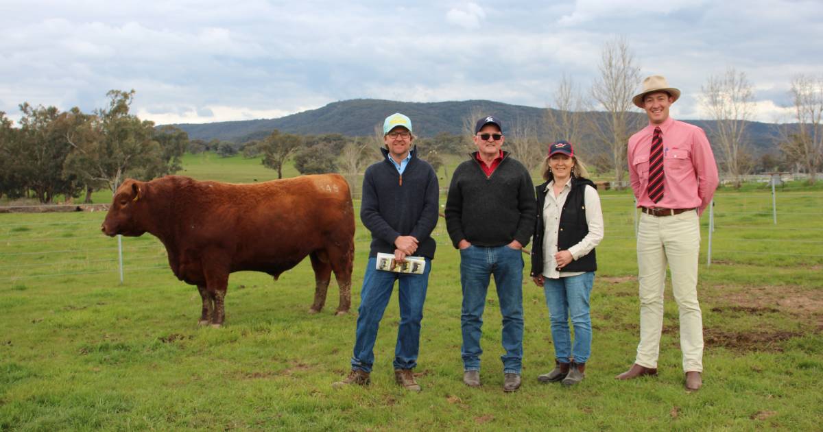 New Red Angus record at Hicks Beef