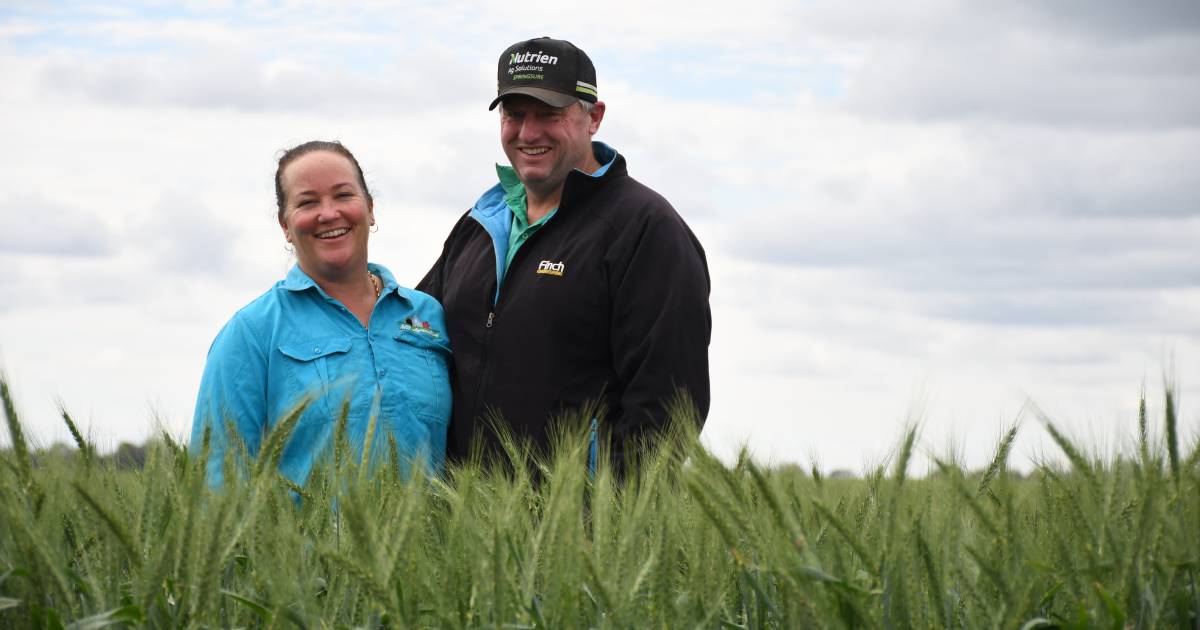 Orion family's 5500ha wheat crop a long time coming